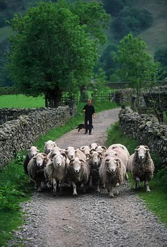 Farm Images